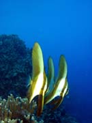 Bannerfish. Diving around Togian islands, Kadidiri, Taipai island dive site. Sulawesi, Indonesia.