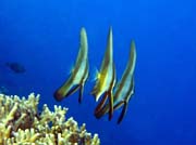 Bannerfish. Diving around Togian islands, Kadidiri, Taipai island dive site. Sulawesi, Indonesia.