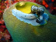 Nudibranch. Diving around Biak islands, Owi island dive site. Papua, Indonesia.