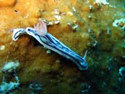 Nudibranch. Diving around Biak islands, Owi island dive site. Papua, Indonesia.