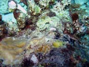 Pipefish. Diving around Biak islands, Owi island dive site. Papua, Indonesia.