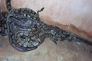 Pythons at Voodoo temple 