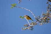 Bird. Mountain village Djingliya at Mandara Mountains. Cameroon.