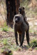 Monkeys are frequently seen along the main road N'Gaoundr - Maroua. Cameroon.