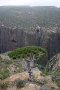 Endemic tree Dragon's blood (Dracaena cinnabari) at Dixam Plateau. Socotra (Suqutra) island. Yemen.