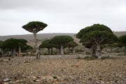 Endemic trees Dragon's blood (Dracaena cinnabari) at Dixam Plateau. Socotra (Suqutra) island. Yemen.