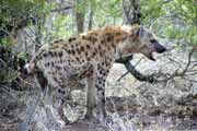 Spotted hyaena, Kruger National Park. South Africa.