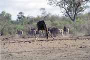 Zebras and giraffe, Kruger National Park. South Africa.