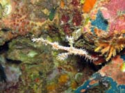 Ghost pipefish. Richelieu Rock dive site. Thailand.