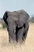 Elephant, Kruger National Park. South Africa.