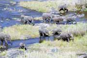 Elephants, Kruger National Park. South Africa.