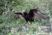 Vulture, Playa Santa Lucia. Cuba.