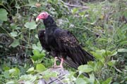Vulture, Playa Santa Lucia. Cuba.