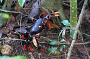 Crab, Cinaga de Zapata (Gran Parque Natural Montemar). Cuba.
