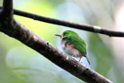 Bird, Cinaga de Zapata (Gran Parque Natural Montemar). Cuba.