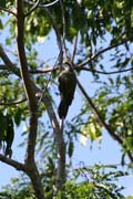 Woodpecker, Cinaga de Zapata (Gran Parque Natural Montemar). Cuba.