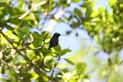 Hummingbird, Cinaga de Zapata (Gran Parque Natural Montemar). Cuba.