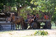 Transportation to beach, Playa Girn. Cuba.