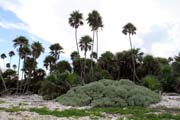 Parque Nacional Pennsula de Guanahacabibes. Cuba.