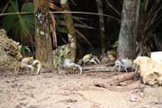 Crabs, Parque Nacional Pennsula de Guanahacabibes. Cuba.