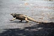 Iguana, Parque Nacional Pennsula de Guanahacabibes. Cuba.