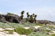 Parque Nacional Pennsula de Guanahacabibes. Cuba.