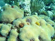 Christmas tree worms, Playa Giron. Cuba.