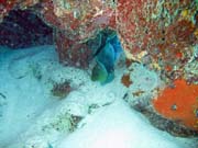 Green moray eel, Playa Giron. Cuba.