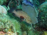 El Balcn Del Caribe dive site, Maria La Gorda. Cuba.