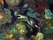 Crab, El Saln De Maria dive site, Maria La Gorda. Cuba.