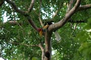 Hornbill, Tangkoko National Park. Sulawesi, Indonesia.
