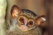 Tarsier, Tangkoko National Park. Sulawesi, Indonesia.