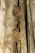 Tarsier, Tangkoko National Park. Sulawesi, Indonesia.