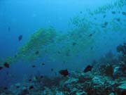 Bangka dive sites. Sulawesi, Indonesia.