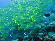 Bangka dive sites. Sulawesi, Indonesia.