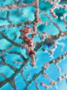 Pygmy seahorse, Bangka dive sites. Sulawesi, Indonesia.