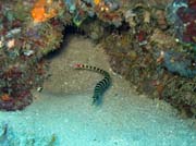 Pipefish, Bangka dive sites. Sulawesi, Indonesia.