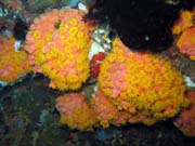 Soft corals, Bangka dive sites. Sulawesi, Indonesia.