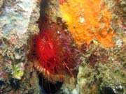 Flaming scallop (sometimes called Electrical clam shell), Lembeh dive sites. Sulawesi, Indonesia.