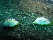 Nudibranches, Lembeh dive sites. Sulawesi, Indonesia.