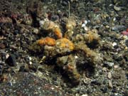 Crab, Lembeh dive sites. Sulawesi, Indonesia.