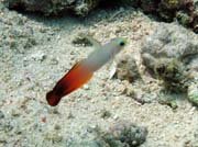 Goby fish, Bunaken dive sites. Sulawesi,  Indonesia.