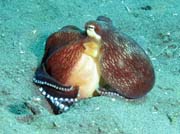 Coconut octopus, Lembeh dive sites. Sulawesi,  Indonesia.