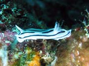 Nudibranch. Raja Ampat. Papua, Indonesia.