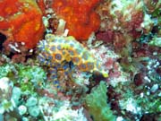 Blue-ringed octopus. Raja Ampat. Papua,  Indonesia.