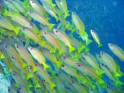 Yellow snapper. Raja Ampat. Papua, Indonesia.