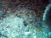 Wobbegong shark. Raja Ampat. Papua, Indonesia.