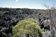 Grands Tsingy, Tsingy de Bemaraha National park. Madagascar.