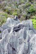 Petits Tsingy, l'Ankarana National park. Madagascar.