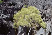 Grands Tsingy, Tsingy de Bemaraha National park. Madagascar.